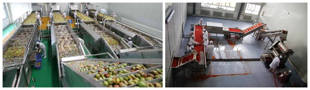 Application of fruit washing machine factory Application of fruit washing machine factory
