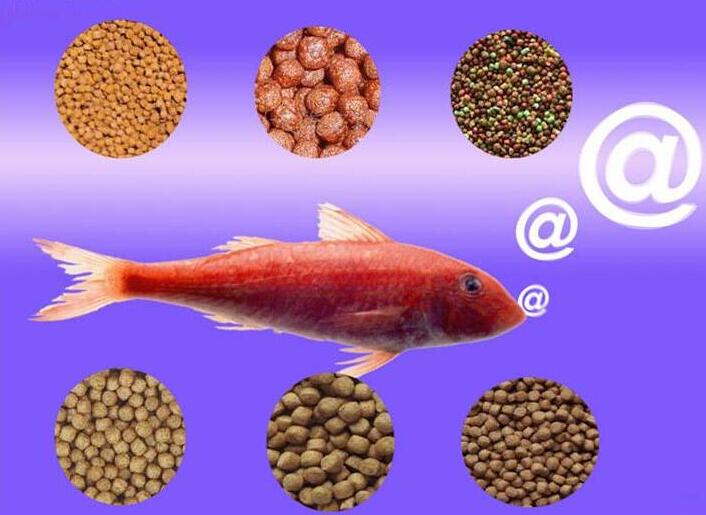 automatic fish food machine